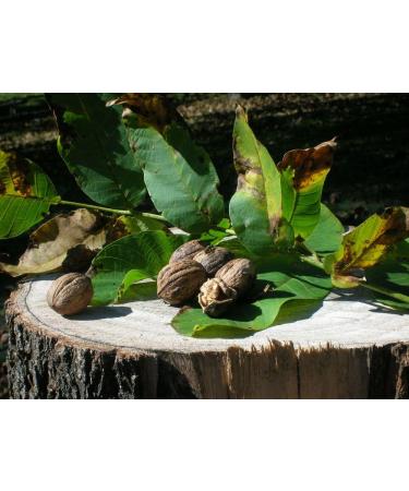 De MA' (3 x 130 g) Shelf life 6 months Ligurian condiment for stuffed pasta pizzas and canapes - Buy Online on GoSupps.com