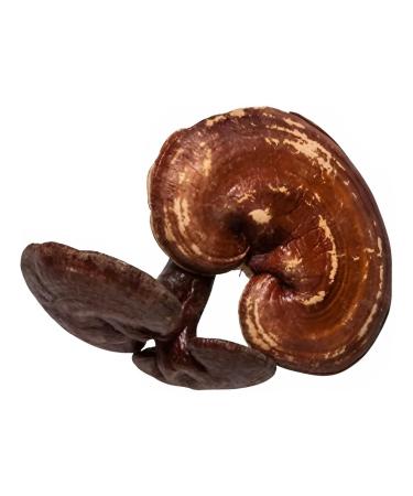 Plum Dragon Ling Zhi | Reishi Mushroom - 1lb
