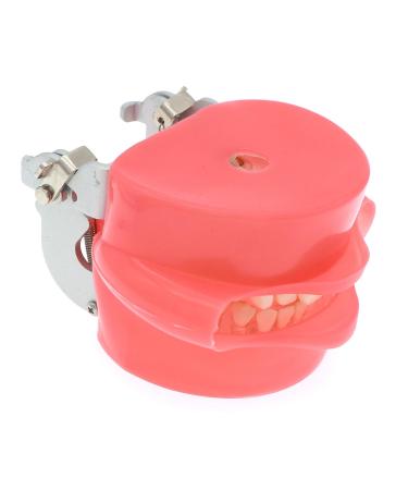 Dental Teaching Tooth Extraction Model | Full Mouth Simulation with Detachable Teeth - Buy Online on GoSupps.com