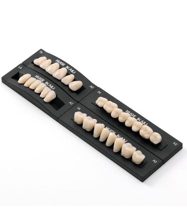 Dental Acrylic Resin Synthetic Polymer Teeth Shade A2 Size T8 - 28Pcs/Set | A2 - 1 Set - Buy Online on GoSupps.com