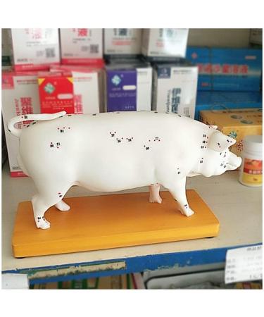 Acupuncture Pig Model Veterinary Acupuncture Animal Anatomy Model Medical Training Aid - Buy Online on GoSupps.com