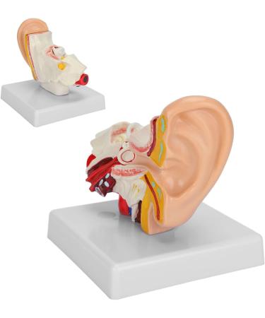 1.5X Magnified Human Ear Model Painted Artificial Ear Model Auditory System Organ Ear Structure Teaching Office Decoration Beige - Buy Online on GoSupps.com