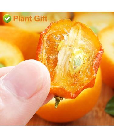 Plant Gift Kumquat S ch Th de Fruits et Fleurs 100% Naturel Bio Green Food Parfum Soins de Sant 100g / 3.52oz - Buy Online on GoSupps.com