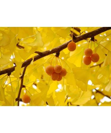 SAFLAX - Ginkgo - 4 seeds - With substrate - Ginkgo biloba - Buy Online on GoSupps.com