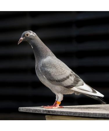 Yardwe 100 PC Nymphensittich Leg Band & 6mm Chicken Foot Rings - Ideal Poultry Toys & Accessories - Buy Online on GoSupps.com