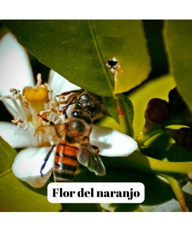 L'abella Mel - Raw Orange Blossom Honey - Natural Honey Harvested in Spain (1kg) - Buy Online on GoSupps.com