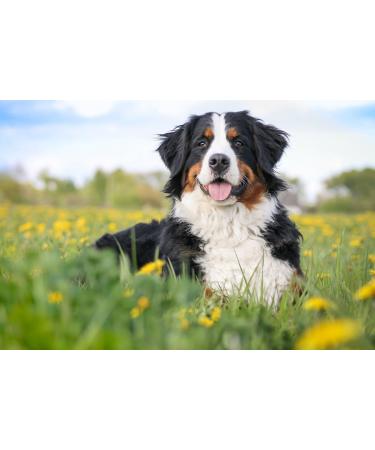 Rafi Wet dog food in a 300 g beef pouch | Wet food for adults | Complete proteins with high digestibility | Food for a shiny coat | Without - Buy Online on GoSupps.com