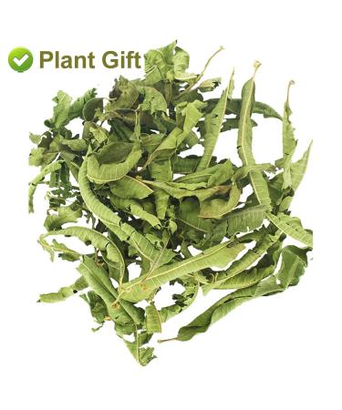 Organic Lemon Verbena Leaves 20G/0.7oz - GMO Free, Caffeine Free Herbal Tea - Buy Online on GoSupps.com