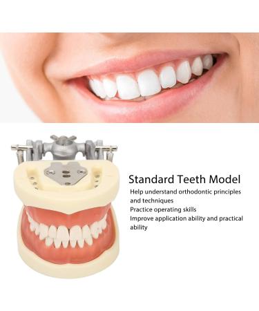 Teeth Model - Teaching Standard Typodont Demonstration Model with 32 Teeth & Soft Gums | Learn Tooth Morphology | International Shipping Available - Buy Online on GoSupps.com
