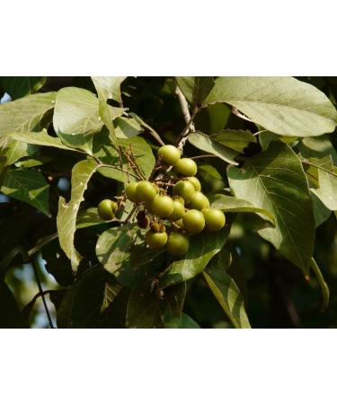 Herbal Products Reetha Powder 227 g - Buy Online on GoSupps.com