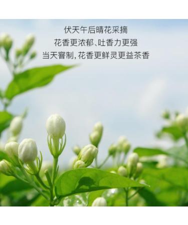  HQZMCTE 50g / 1.76oz QueShe Premium Green Tea Loose Leaf - Sweet Aftertaste Ideal for Gifting - Buy Online on GoSupps.com