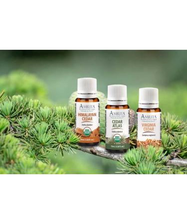Organic Cedar Atlas Essential Oil 100% Pure Undiluted Cedrus atlantica Therapeutic Grade Premium Quality Aromatherapy Oil Tested & Verified 60ML 2 Fl Oz (Pack of 1) - Buy Online on GoSupps.com
