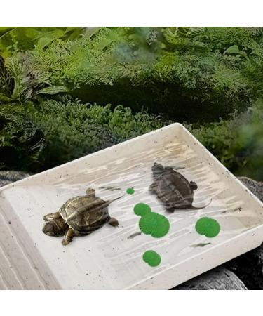 Tortoise Water Dish Tortoise Bath Dish Anti Slip Reptile Pool Bowl with Ramp Reptile Feeding Box Dish Tortoise Water Bowl Tortoise Accessories For Turtles Snakes Lizards Feeding Bathing (Brown) - Buy Online on GoSupps.com