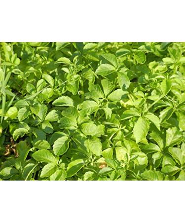 Dragon Herbs Spring Dragon Longevity Tea - Caffeine Free, 20 Tea Bags (1.8 oz) - Buy Online on GoSupps.com