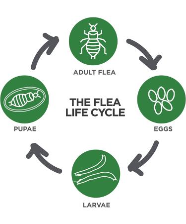 TevraPet Actispot II Flea Treatment for Cats 6 Doses - Large Cats 9+ lbs | Effective Prevention & Control - Buy Online on GoSupps.com