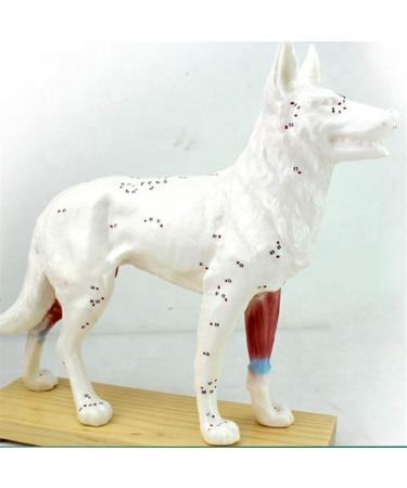 Scientific Animal Anatomical Research Model Biological Acupuncture and Moxibustion Model Anatomical Model with Acupuncture and Moxibustion Points Dog - Buy Online on GoSupps.com