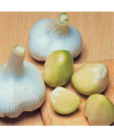 Organic Elephant Garlic - 2 Huge Bulbs for Planting, Eating, or Cooking | Non GMO & Mild Taste - Buy Online on GoSupps.com