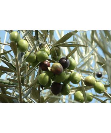 Nida 1000ml Glass Bottle Natural Olive Pomace Oil - Buy Online on GoSupps.com