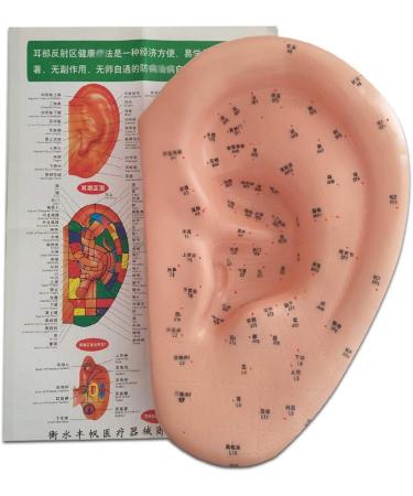 Acupuncture Ear Point Template - 40cm Acupuncture Ear Model - Large Reflection Zone Ear Point Template - for Medical Acupuncture - Buy Online on GoSupps.com
