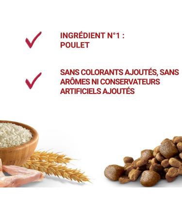 PURINA ONE Medium/Maxi 10kg Active | Chicken Rich Dry Food for Adult Dogs | 7 kg Bag - Buy Online on GoSupps.com