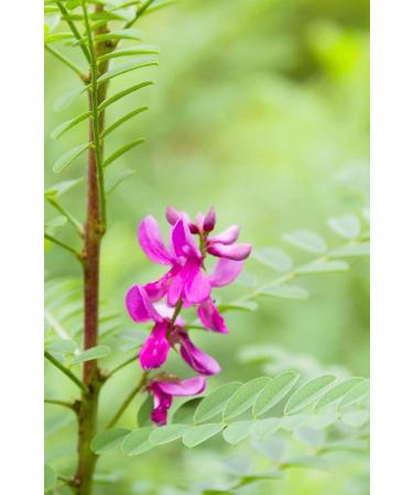 Khadi Herbal Hair Colour Natural Hazel | Premium Natural Hair Dye for Vibrant Long-Lasting Color - Shop Internationally - Buy Online on GoSupps.com