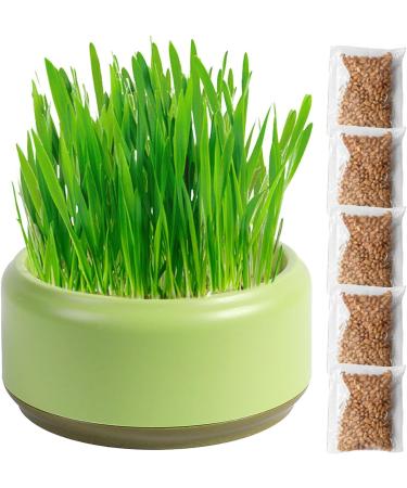 Firulab Cat Grass Growing Kit Cat Grass Bowl Planter Tray Catnip and Bowl Cat Grass Kit with Seeds DIY Soil Free Kitten Grass Growing Kit for Cat Snacks Green - Buy Online on GoSupps.com
