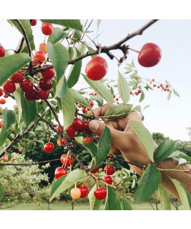 Cherry Republic Original Cherry Salsa - Medium Spice Chunky Sweet & Spicy Sauce, 32 Oz (2 Pack) - Buy Online on GoSupps.com