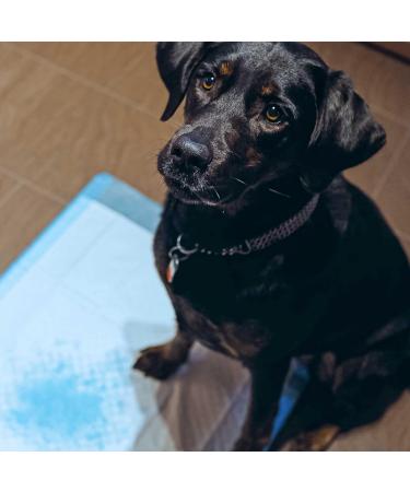 Healthy Disposable Incontinence Pads for Dogs - 40x60 cm (25 Pack) | Best Incontinence Covers for Pet Care - Buy Online on GoSupps.com