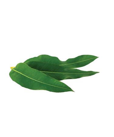 L'Oreal Pure-Clay Mask - Purify & Mattify with 3 Clays + Eucalyptus | 1.7 oz - Buy Online on GoSupps.com