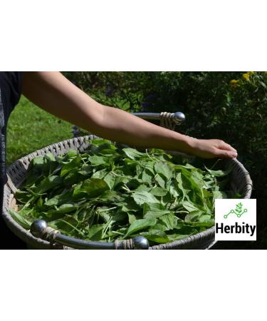 St. John's Wort Herbal Tincture Liquid Extract Hand Crafted Natural Medicine Remedies Herb Formula Drops Non-GMO Vegan Gluten Free No Fillers (Hypericum perforatum) (100mL 3.4oz) 100 ml (Pack of 1) - Buy Online on GoSupps.com