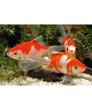 Sera 07070 Pond Flakes Nature 1000 ml - Premium Floating Fish Feed for Smaller Pond Fish & Goldfish | Fast International Shipping - Buy Online on GoSupps.com