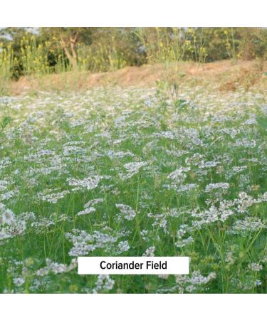 Banyan Botanicals Organic Coriander Powder 8oz - Promotes Healthy Digestion - Cooling Spice - 1/2 lb Pack - Buy Online on GoSupps.com