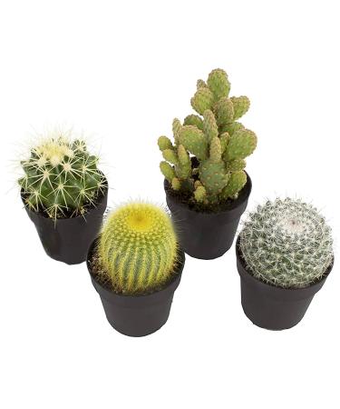 Altman Plants Assorted Cactus Collection 2.5" 4 pack 2.5 Inch,4 Pack 4 Pack