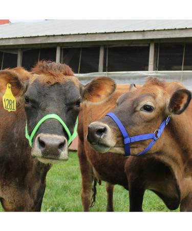 Derby Originals Adjustable Nylon Livestock Cattle Halter - Large (800-1400lbs) Red - Buy Online on GoSupps.com