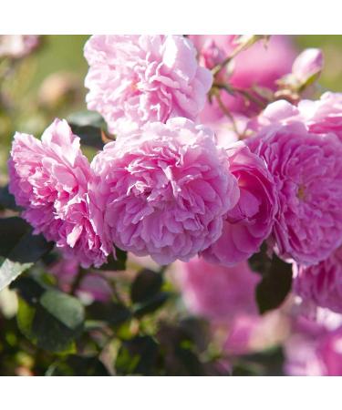 Primavera Organic Rose Flower Water 100ml - Pure Hydrolate Aromatherapy Body Spray - Vegan Natural Relaxation & Balancing in Glass Bottle - Buy Online on GoSupps.com