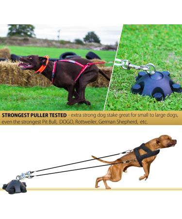 360 Rotatable Dog Anchorage with 5 Screw Anchors - Supports Up to 544 kg | Ideal for Dogs up to 68 kg | Patented Lifelong Replacement Stake - Buy Online on GoSupps.com