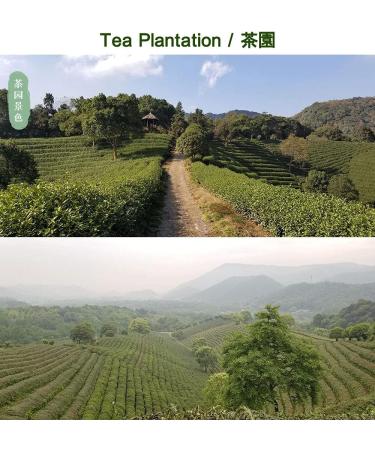 Premium Xihu Longjing Green Tea Leaves 125g - Freshly Picked Before Qingming - Buy Online on GoSupps.com