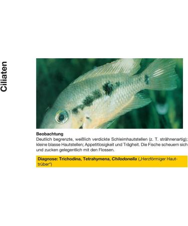 Sera CostaPur F 500 ml Effective Medicinal Treatment for Fish Against Ichthyophthirius Multifiliis & Skin Parasites | Aquarium Medication - Buy Online on GoSupps.com