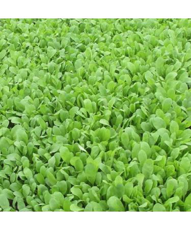 Arugula Seed  Arugula Sprouting Seeds  Microgreen  Sprouting  4 OZ  NON GMO - Country Creek Acres Brand - High Sprout Germination- Juicing  Gardening  Hydroponics  Growing Salad Sprouts - Buy Online on GoSupps.com