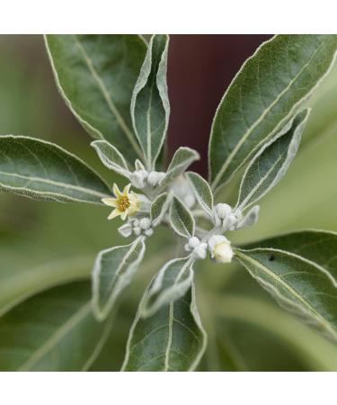 Buy Organic Ashwagandha Powder (250g) | 100% Genuine Indian Ginseng | Ayurvedic Herbal Supplement for Stress Relief & Vitality - Buy Online on GoSupps.com