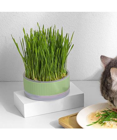 Shop Lambo Cat Grass Box - Hydroculture Sprout Tablets for Healthy Cats | Cultivated Cat Plant Grass Box for Indoor Use - Buy Online on GoSupps.com