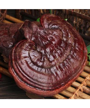 Dired Ganoderma Lucidum Lingzhi Ganoderma Lucidum Pieces Reishi Mushroom Slices Ganoderma Mushroom (250 Grams /0.55 lbs) 1 Count (Pack of 1) - Buy Online on GoSupps.com