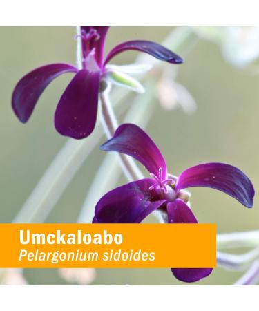 Herb Pharm Organic Umckaloabo Liquid Extract - Respiratory System Support - 1 Fl Oz - Buy Online on GoSupps.com