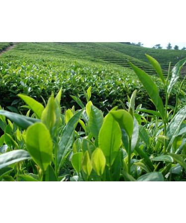 Th vert chinois th cru th chinois dragon sachet de th vert th printemps th vert bonne 2g100 sac (0.44LB) - Buy Online on GoSupps.com