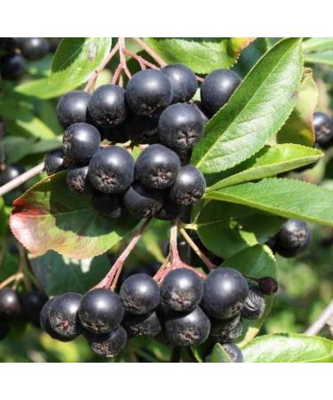 Chokeberry Seed Oil Organic Cold Pressed Unrefined Natural 2 Fl Oz - Buy Online on GoSupps.com