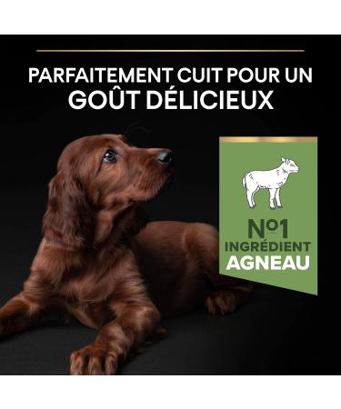 PURINA PRO PLAN | Large Athletic Puppy 2 Sensitive Digestion | Rich in Lamb | Dry Food | Puppy | 12kg Bag - Buy Online on GoSupps.com