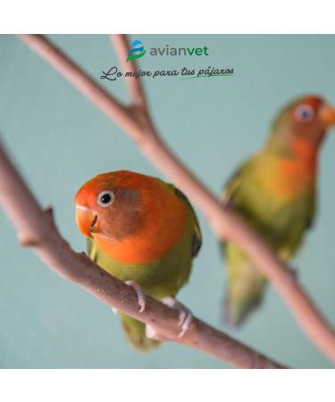 Visvitae | Eye drops for bird eye injuries | Hydrates the eyes moisturizes and protects the cornea 15 g - Buy Online on GoSupps.com