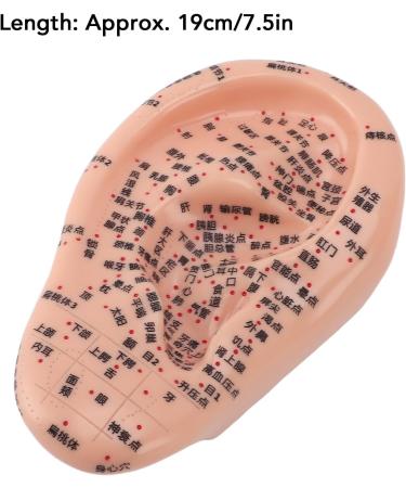 Professional Ear Acupuncture Model - 7.5 Flexible Human Ear for Lessons & Learning - International Shipping Available - Buy Online on GoSupps.com