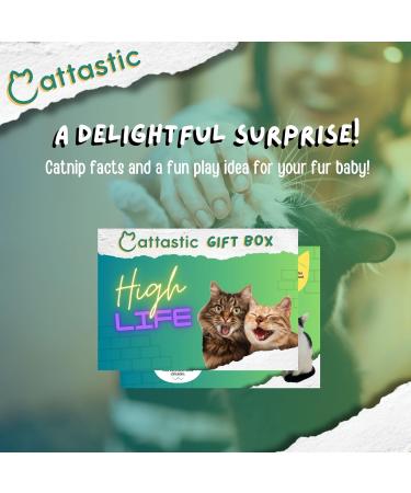 Cat Treats Catnip Bundle with 6 x Catnip Dreamies 60g, Avocado Catnip Ball, Dried Catnip Bag, Cattastic Facts, Play Activity Guide for Cats and Kittens - Gift Box included - Buy Online on GoSupps.com