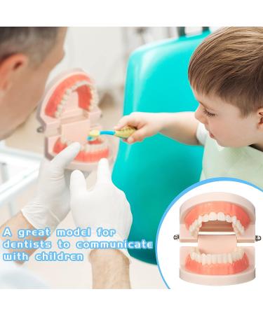 Dental Teeth Model Set - 12 Pcs Plastic Standard Teeth Models for Dental Demonstration and Study Supplies for Kids, Dentists, and Students - Clean Display - 3.15 x 2.2 Inch - Buy Online on GoSupps.com